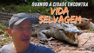 Cidade Selvagem: A Vida dos Animais no Cenário Urbano