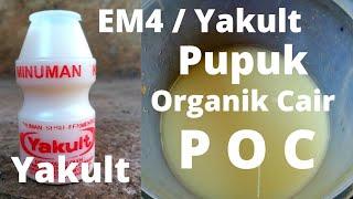 Cara membuat pupuk organik cair  (P O C ) YAKULT + Air cucian beras  agar tanaman tumbuh subur