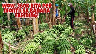 Banana Farmer Kumikita ng 360K per month sa 1 and half Hektar na Saging