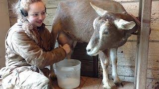 How To Milk A Goat - Mary's Milk Monsters Style!