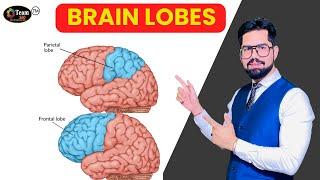 WHAT IS BRAIN LOBE | DMIT test | DMIT franchise | Midbrain activation | Ridge analysis franchise |