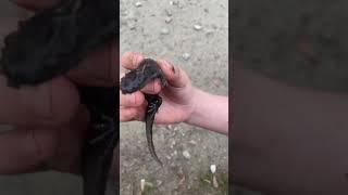 A SALAMANDER TALE   #beachfryday #salamander #rare