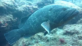 The Azores, big Grouper