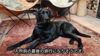 フィオーレ志摩 みーくんラスト宿泊 ラブラドールレトリバー 大型犬OK ログハウス風