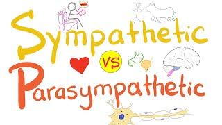 Sympathetic vs Parasympathetic Nervous System | Physiology