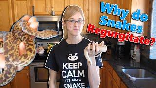 What Causes Snakes to Regurgitate (and how to prevent it)