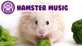 Music for Hamsters! How to Keep my Hamster Calm?