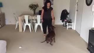 Dog Training - Object Targeting