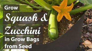 How to Grow Squash & Zucchini in Grow Bags from Seed | Easy Planting Guide