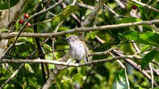 Grey Warbler / Riroriro - New Zealand Birds, Kapiti