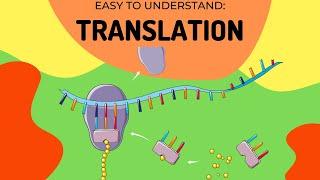 Protein Synthesis: Translation