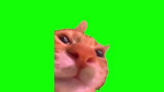 Green Screen Talking Cat Meme