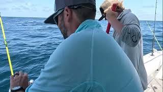 Massive Kingfish Catch