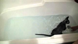 Devon Rex Cat Bath Time
