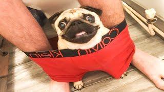 3 Hours of Insanely Funny Dogs & CatsHilarious Pets 2025