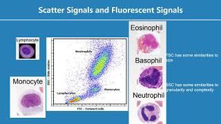 Flow Cytometry