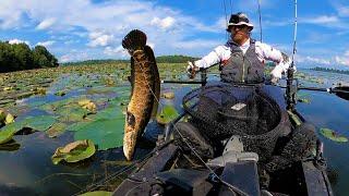 Hunting BIG Fall Snakehead on the Chesapeake: Kayak Snakehead & Bass Fishing