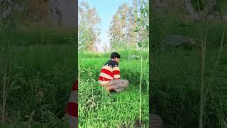 Love My Pet Animals ️ #love #animals #youtubeshort #greenfodder #ajeetmonitor