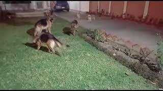 German Shepherd dog for sale Pakistan. one dog price RS.40000/