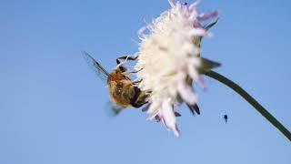 Hoverfly