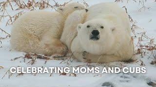 Celebrating Moms and Cubs | Tundra Connections