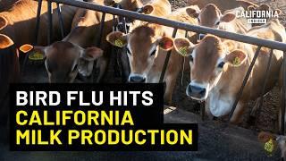 How Serious is the Bird Flu in California? | David Macedo