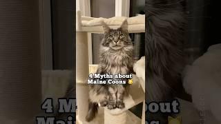 4 Myths about Maine Coon cats  #catfacts #mainecoon #learnonyoutube