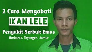 2 Cara Mengobati Ikan Lele Terkena Penyakit Serbuk Emas