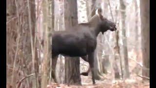 Moose hunting in Belarus