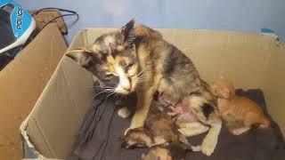 Mother cat abandoned her kittens and refused to breastfeed