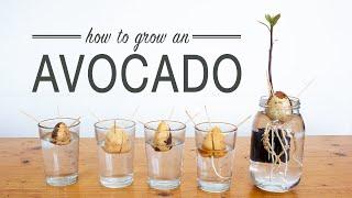 How to Grow an Avocado from Seed