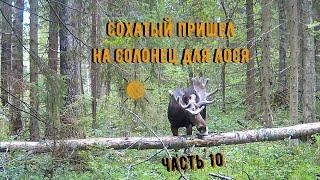 Дикий лось(сохатый) пришел на солонец для лося|Лось на солонце часть №10