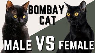 Male Bombay Cat VS Female Bombay Cat - Compare and Contrast