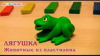 ЛЯГУШКА - Лепим из пластилина | Видео Лепка