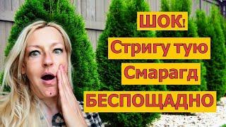 Первая Формирующая стрижка туи Смарагд. Нужно ли стричь тую Смарагд для формировки и когда 2023