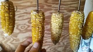 сушка кукурузы