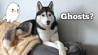 Is My Dog Seeing Ghosts?