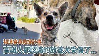 高雄人都認識的放養犬受傷了！(;´Д`)