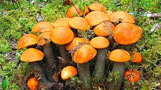 ГРИБНИК ПОШЁЛ НОЧЬЮ В ЛЕС ЗА ГРИБАМИ И ОБАЛДЕЛ! НАШЁЛ MUSHROOMS И ПРИГОТОВИЛ ГРИБЫ 2022 @mykarelia