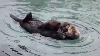 Female Sea Otter Grooms 1 Day Old Baby