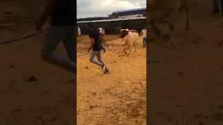 Kohinoor Cattle Farm |AU Qureshi Vlogs| #shorts