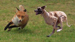 صيد الثعالب بكلاب السلوقي بالمغرب - La Chasse du Renard aux Chiens Courants / Fox Hunting