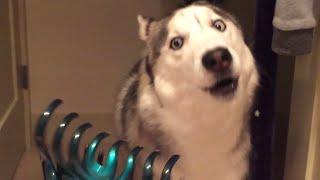 Funniest Husky Videos   Funny And Cute Dog Videos Compilation!