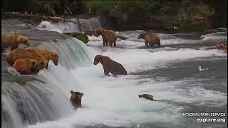 Поздний вечер-23.00-Медвежонок успел поужинать с мамой#Медведи на рыбалке. Аляска