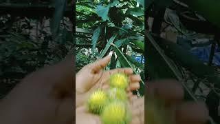 #shorts #youtubeshorts #youtubetrendingvideos #gardening #fruitsplants #homegarden