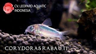 Corydoras Rabauti. (Leopard Aquatic A006A)