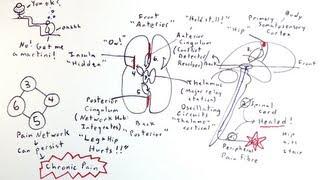 Pain: Featuring Drunkbrain! - One Minute Medical School