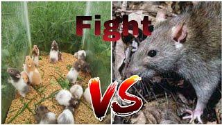 Hamster V/S Outside rat  Fight || Hamster Farm CBE