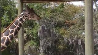 Calling Giraffe