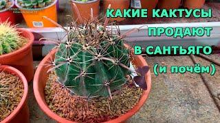 КАКИЕ КАКТУСЫ ПРОДАЮТ В САНТЬЯГО (и почём) #кактусы #Чили #суккуленты #cactus #suculentas #растения